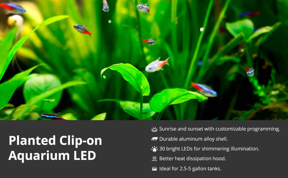 NICREW Clip-On Nano-LED-Leuchte am Rand eines kleinen bepflanzten Aquariums